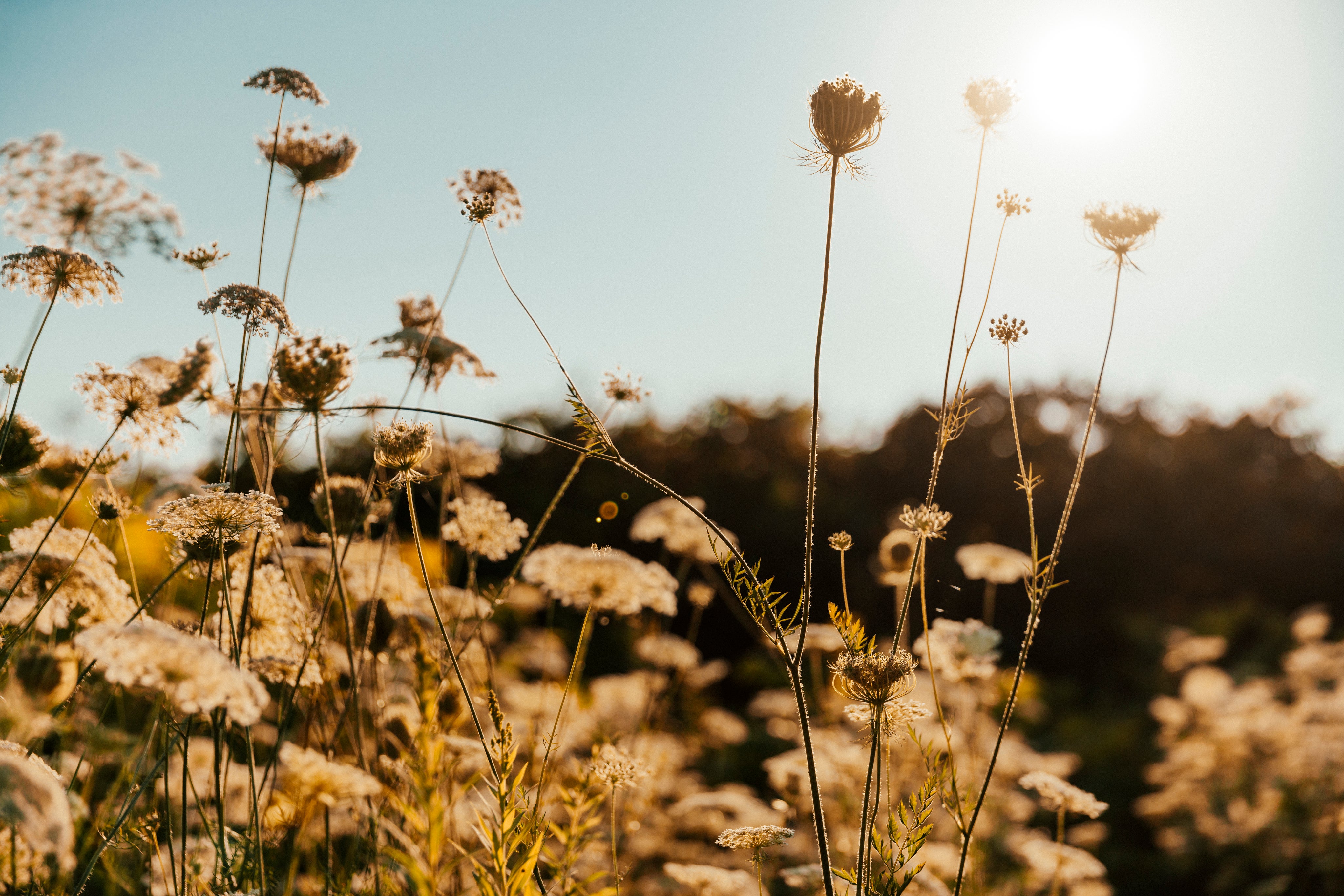background image of thin plant stems in sun